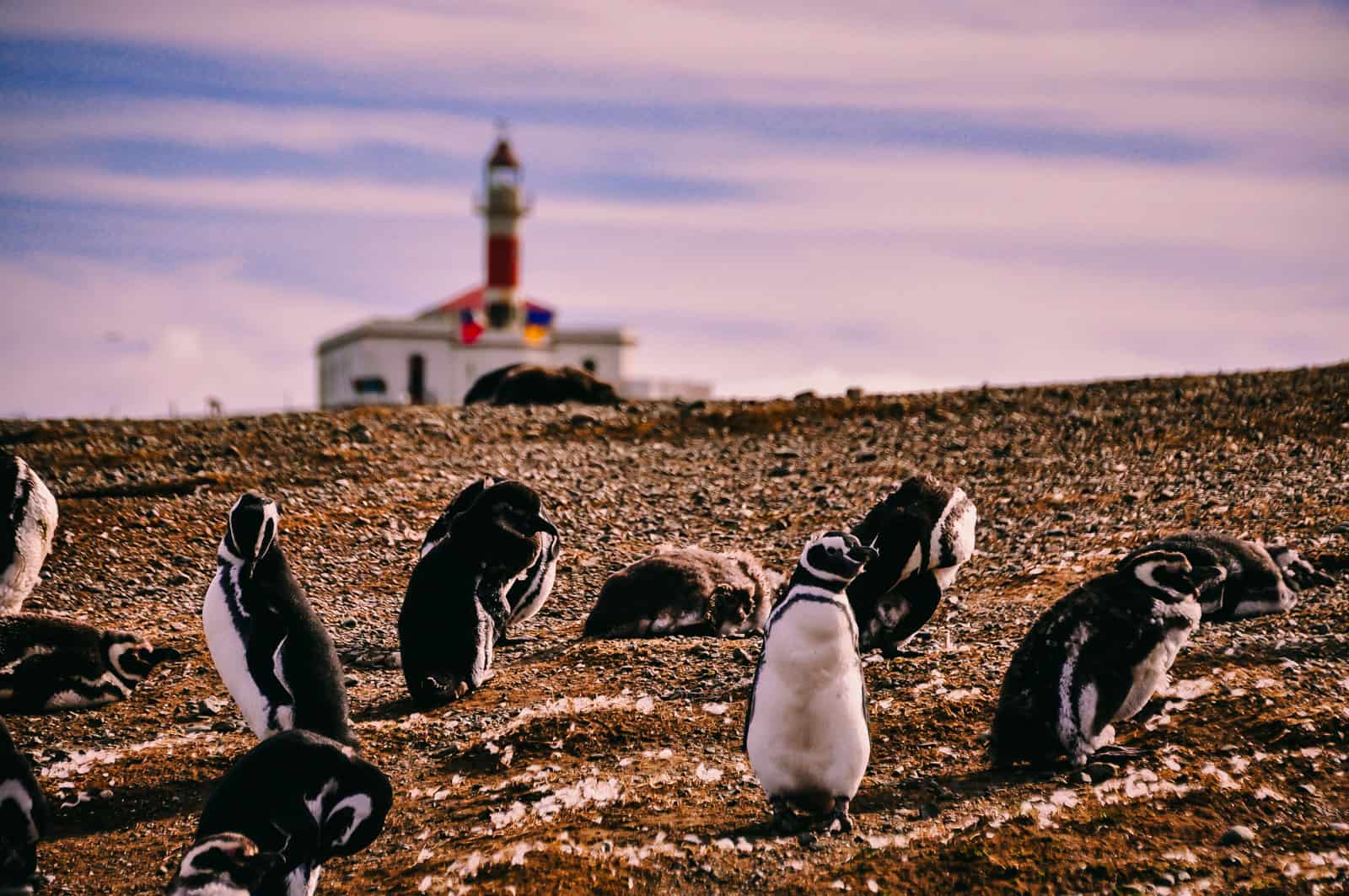 Los Pinguinos Natural Monument